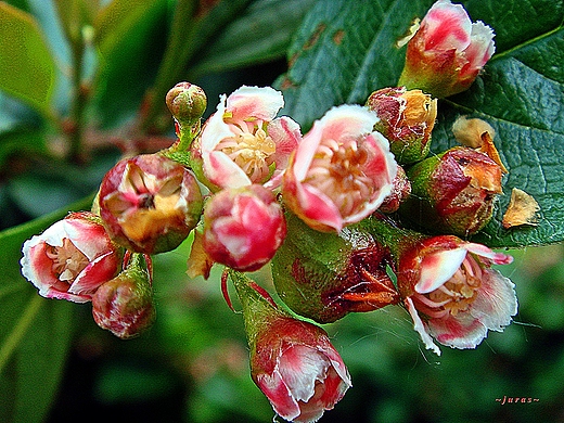 COTONEASTER - KWIATUSZKI W KRZEWACH YWOPOTU