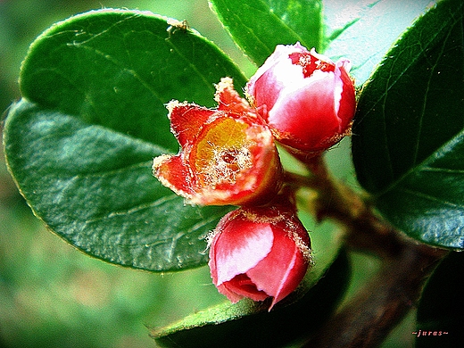 COTONEASTER - KWIATUSZKI W KRZEWACH YWOPOTU