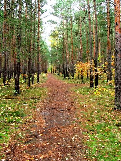 Droga przez las jesieni