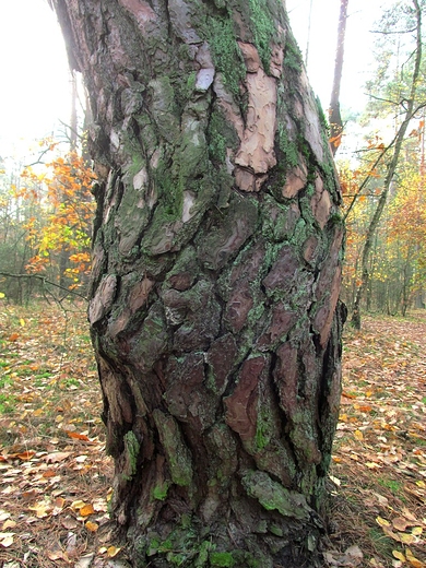 Kora drzewa