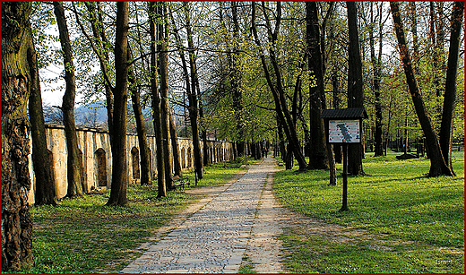 Zamek w Suchej Beskidzkiej - park zamkowy - alejka parkowa