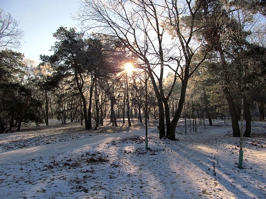 Soce nad parkiem