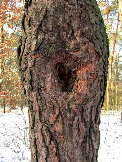 Dziura w drzewie
