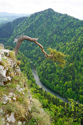 Sokolica