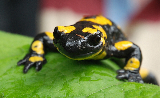 Salamandra