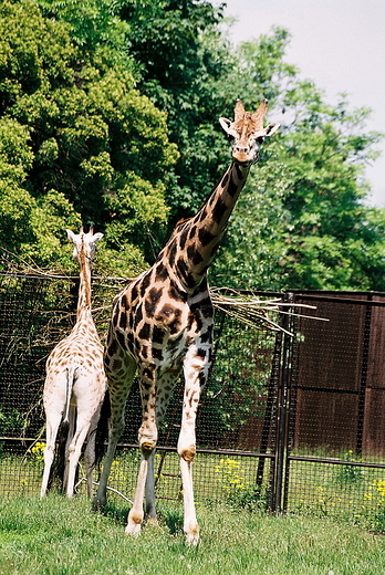 Warszawskie Zoo - yrafa