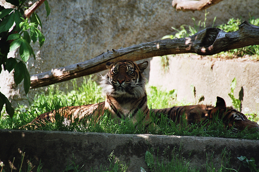 Warszawskie Zoo - wadcy :)