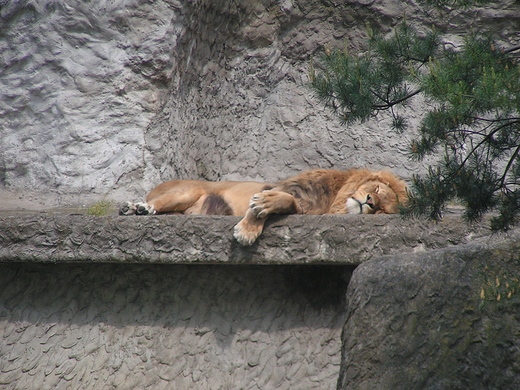 Warszawskie Zoo -przysno mi si :)