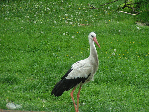 Warszawskie Zoo - bociek