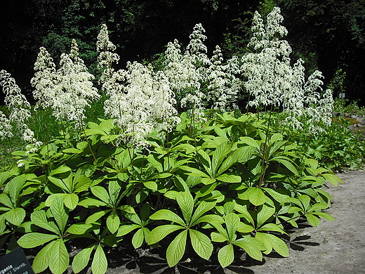 Warszawa. Ogrd Botaniczny. Rodgersja kasztanowcolistna.