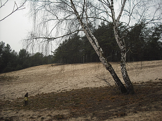 Midzyborw. Zesp przyrodniczo-krajobrazowy Wydmy Midzyborowskie.