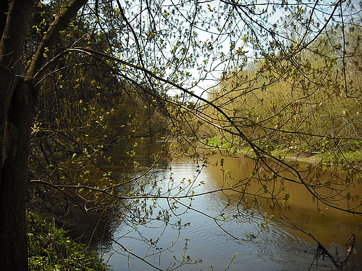 Wiosna nad rzek wider.