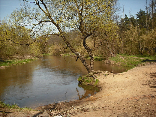 Wiosna nad rzek wider.