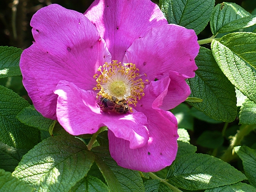 Rosa canina