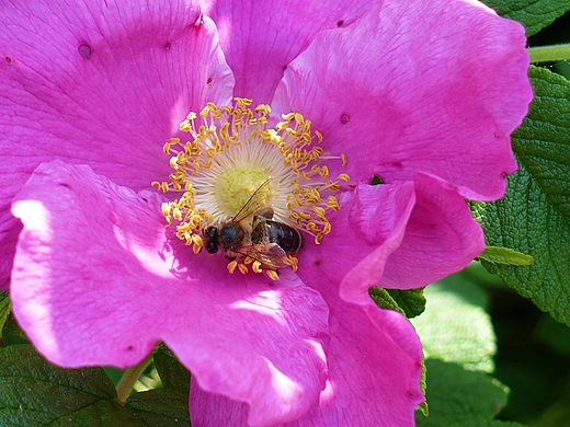 Rosa canina