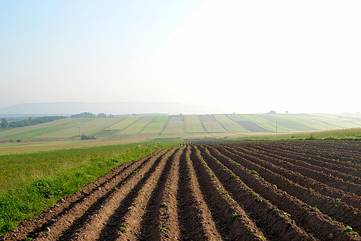 Radliskie pola o poranku.