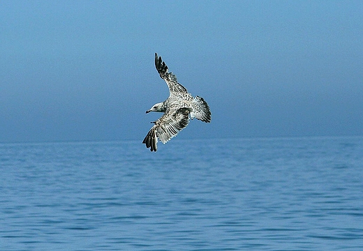 Mgła.