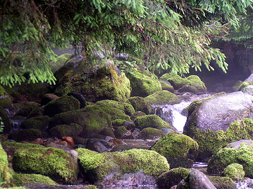 Potok Bystra w Kunicach. Tatry