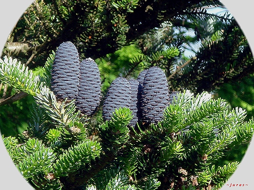 JODA KOREASKA - Abies koreana