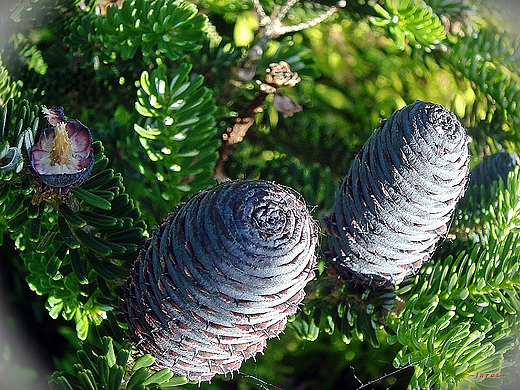 JODA KOREASKA - Abies koreana