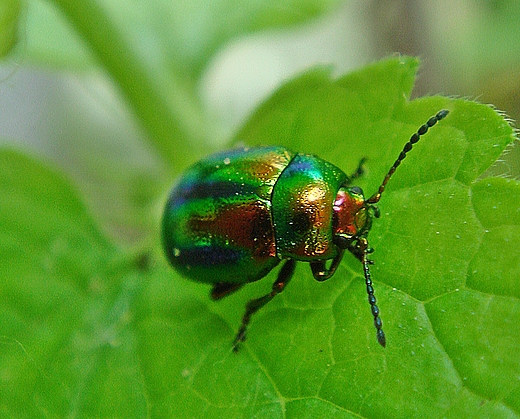 UCZEK ZIELONY -cryptocephalus aurelous (viridis)