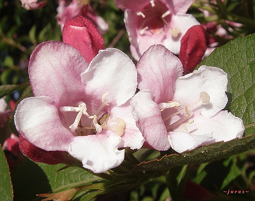 KRZEWUSZKA CUDOWNA - Weigela florida