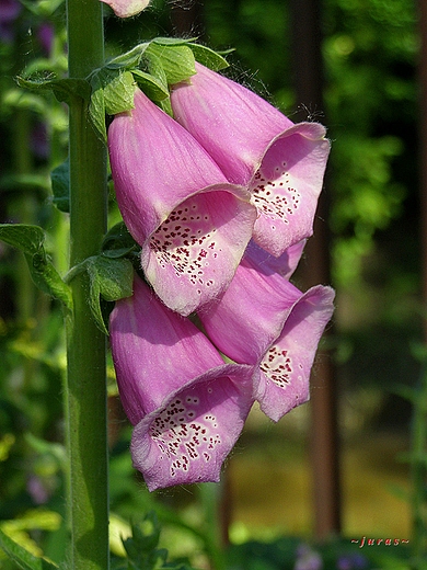 NAPARSTNICA PURPUROWA - (Digitalis purpurea L.)