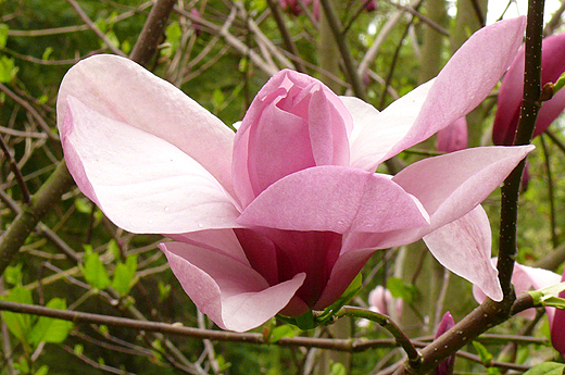 magnolie