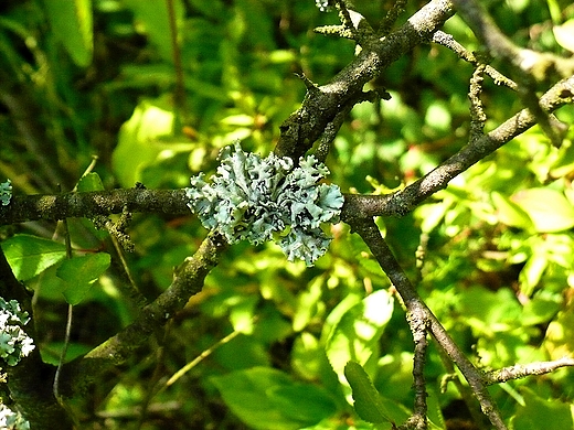 Hypogymnia physodes - pustuka pcherzykowata