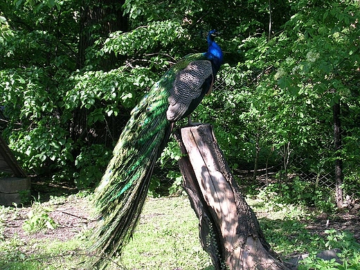 Bujakw.Ogrd botaniczny.