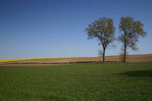 pola w okolicach Pszczek