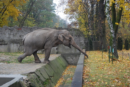 sonica Magda z dzkiego ZOO