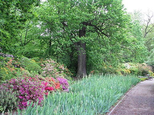 Ogrd Botaniczny w Warszawie