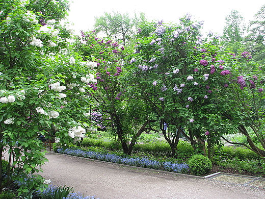 Ogrd Botaniczny w Warszawie
