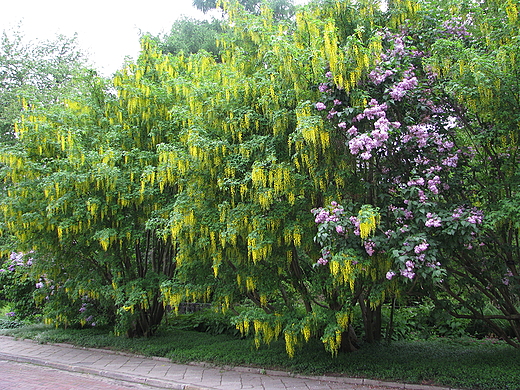 Ogrd Botaniczny w Warszawie