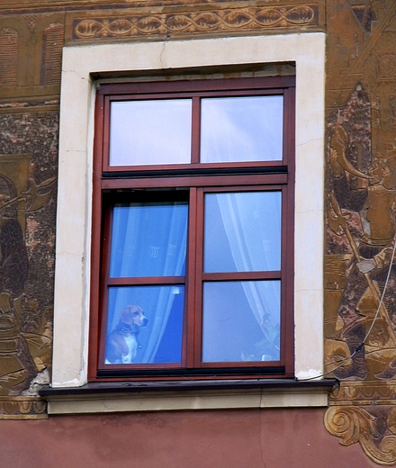 Beagel w oknie kamienicy w Lublinie