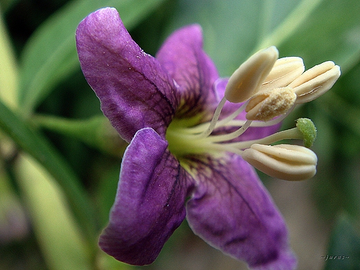 PSIANKA  -  solanum crispum