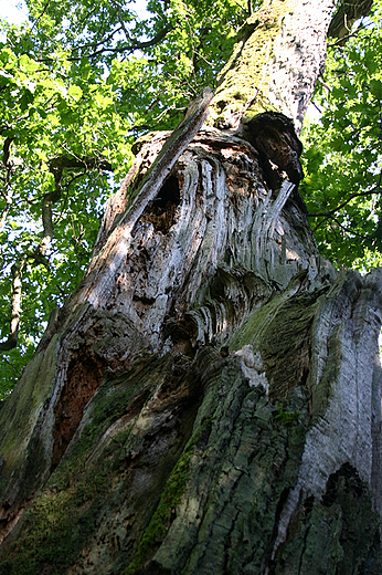 paac Lehndorffw w Sztynorcie - park