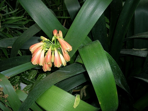 Zabrze.Miejski Ogrd Botaniczny.Kliwia