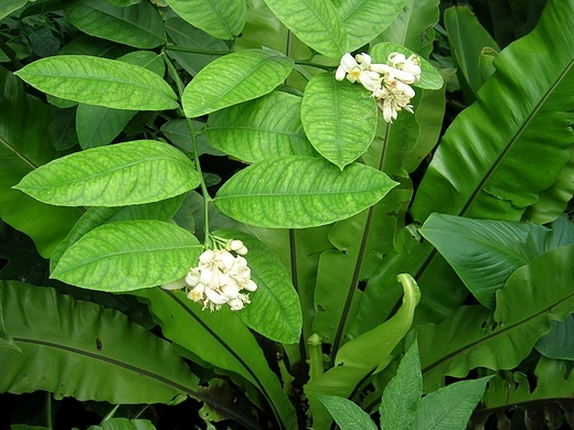 Zabrze.Miejski Ogrd Botaniczny.W palmiarni.