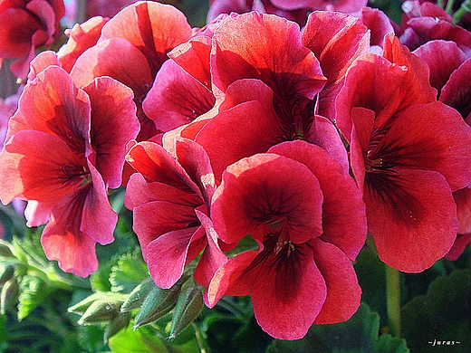 PELARGONIA ANGIELSKA  / Pelargonium grandiflorum /