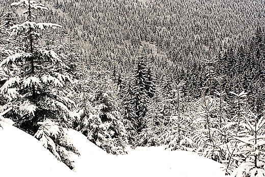 Zejcie z przeczy Przegibek (1000 n.p.m.) do Rycerki Grnej. Beskid ywiecki
