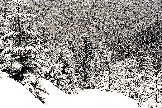 Zejcie z przeczy Przegibek (1000 n.p.m.) do Rycerki Grnej. Beskid ywiecki