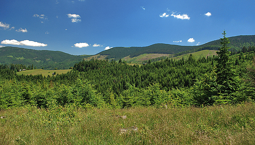 Panorama Beskidu ywieckiego z Hali Boraczej.