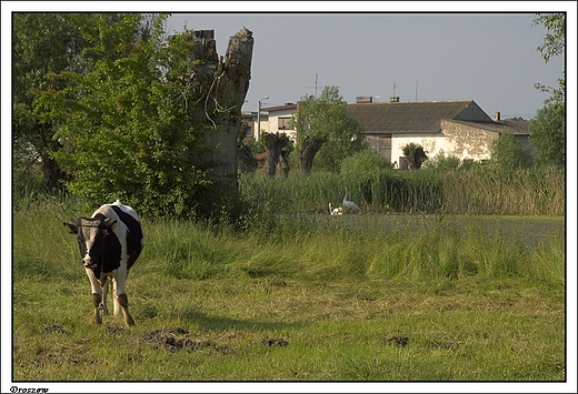 Droszew - wiejskie klimaty