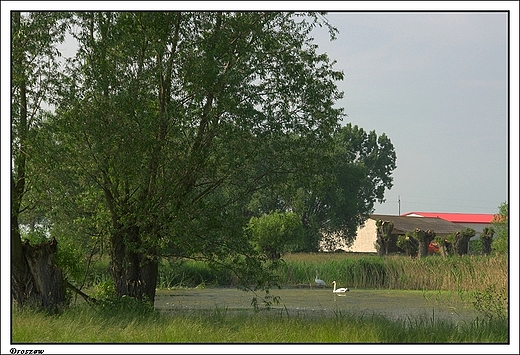 Droszew - staw widziany od strony kocioa