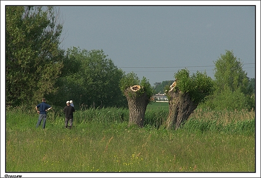 Droszew - stare wierzby przy stawie