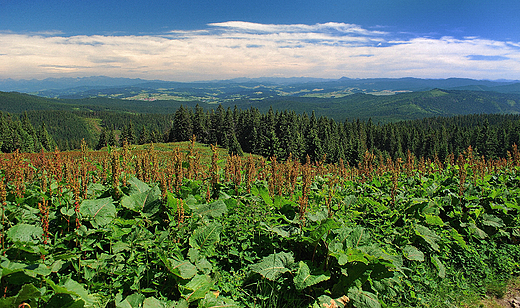 Panorama Beskidw ze szlaku turystycznego Hala Lipowska-Hala Boracza.