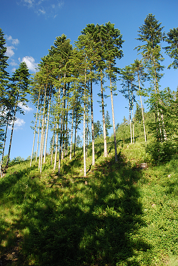 Fragment beskidzkiego lasu koło Węgierskiej Górki.