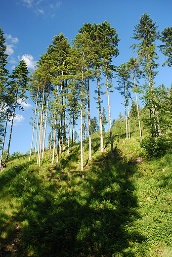 Fragment beskidzkiego lasu koo Wgierskiej Grki.